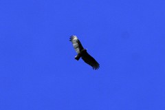 bird of prey above our back deck   what is it? hawk?… 