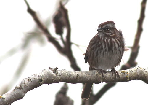 birdsofwashington bird washingtonbirds sparrow songbird songsparrow melospizamelodia