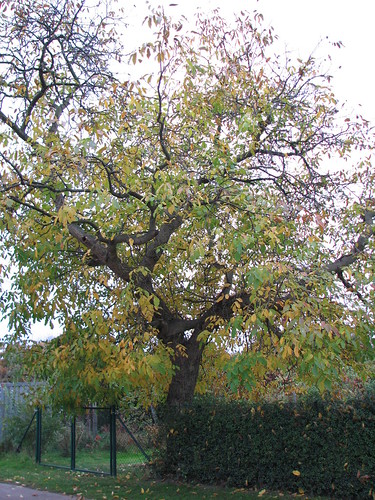 Walnussbaum im Herbst