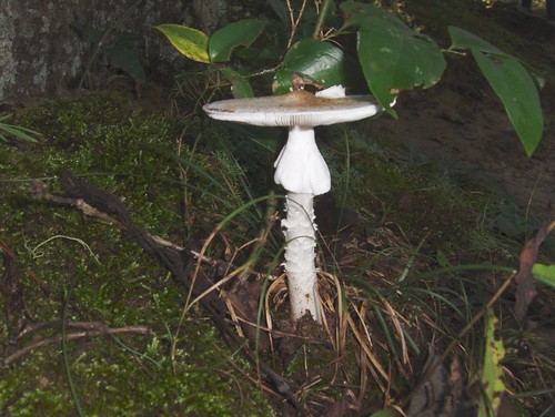 trees vacation mushroom forest woods naturalbridge toadstool arkansas ozarks