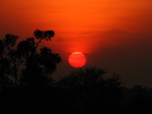 sunset india tree silhouette geotagged asia silhouettes andhrapradesh mahbubnagar silhouettedtree srisailamhyderabadroad amrabad geo:lat=16372192 geo:lon=78756609