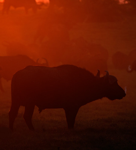 sunset dawn buffalo botswana dubaplains newgoldenseal