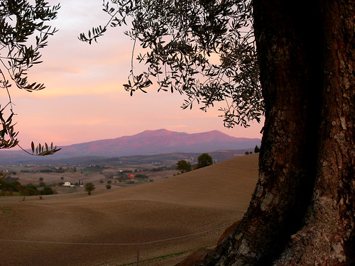 sunset italy tree landscape tuscany trunk sunsetlight olivetree maremma monteamiata leporino communedicinigiano
