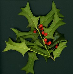 Very spiny - similar to Chinese Holly
(Do not need to know difference for exam)