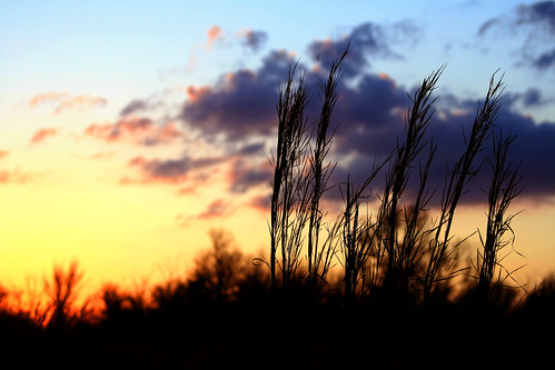 sunset grass
