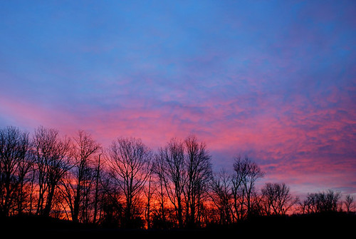 pink blue trees red sky sun sunrise silohette treesilohette