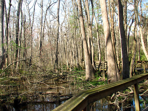 trees tree water rouge la louisiana bluebonnet swamp boardwalk baton