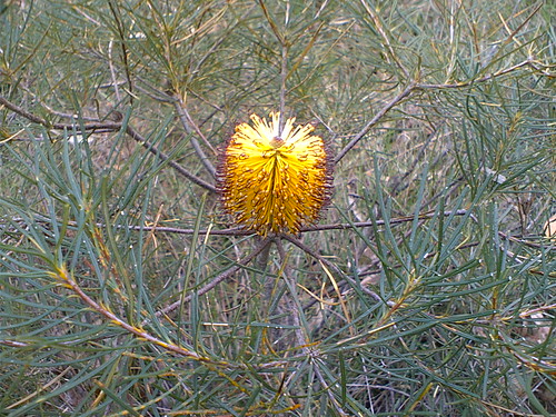 nature golden native banksia hairpinbanksia views100 proteacea views75 banksiaspinulosavarspinulosa
