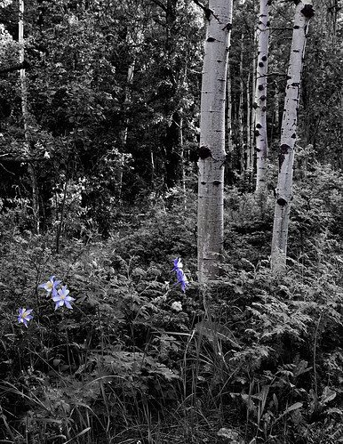 bw nature forest landscape spring colorado co columbine aspen 2007 selectivecolor larimer oldflowersroad clff diamondclassphotographer flickrdiamond