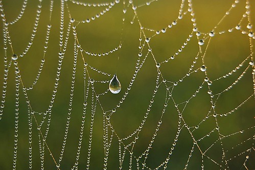 florida miami sunrise doral reflection green mist misty fog foggy dew dewdrop drop droplet color web spiderweb webs droplets dewdrops southflorida