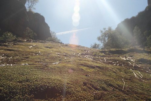 california light moss lensflare pinnaclesnationalmonument