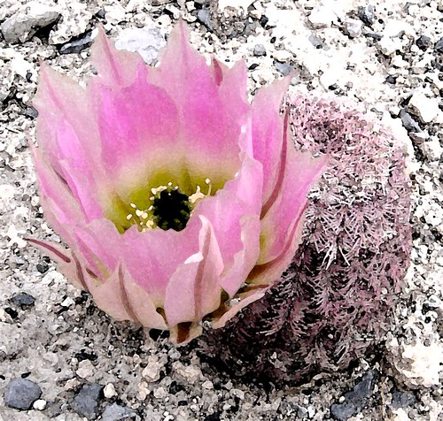 mexico flor rosa zacatecas desierto