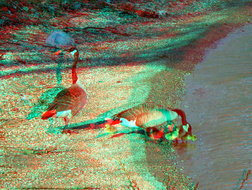 lake bird geese stereoscopic stereophoto 3d anaglyph anaglyphs redcyan 3dimages 3dphoto 3dphotos 3dpictures stereopicture