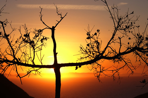 california sunset tree orangecounty lagunaniguel