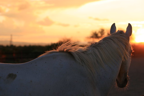 arizona horse white animal tucson doubletake equestrian