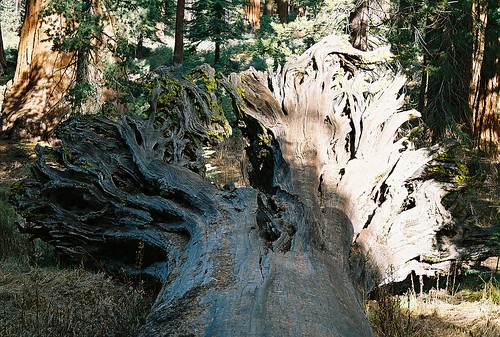 yosemite plants trees sierras nationalparks california sierranevada mountains maderacounty