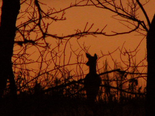 sunset minnesota deer mn maplegrove weirdauntmartha