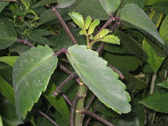 Bryophyllum pinnatum (Air Plant)