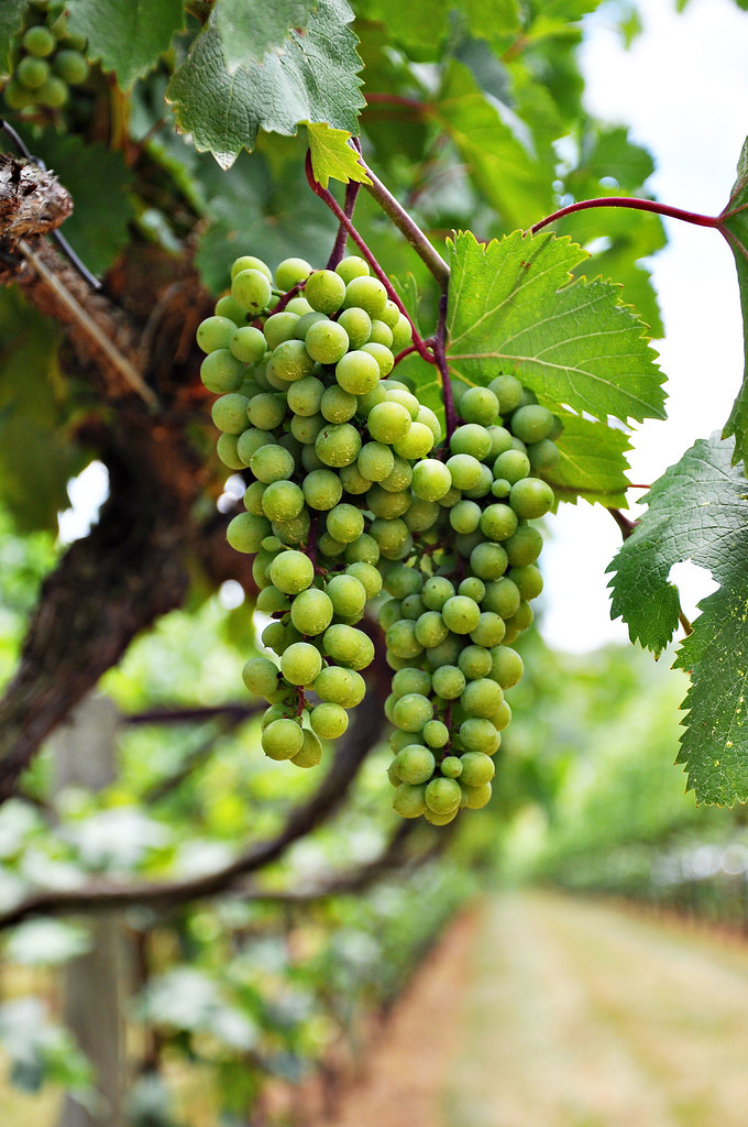 Rkats Grapes at Horton Vineyards