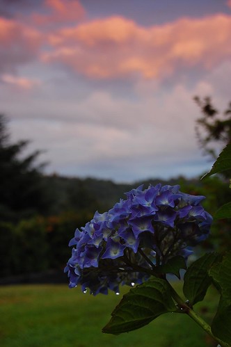 sunset flower clouds yard