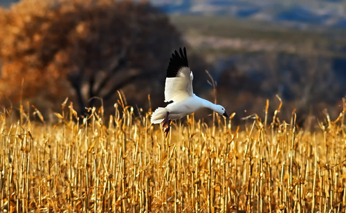 white newmexico bird fall nature birds animal geese wildlife birding flight grace goose bosque nm ornithology bosquedelapache avian bif nwr snowgoose anawesomeshot impressedbeauty ourmasterpieces