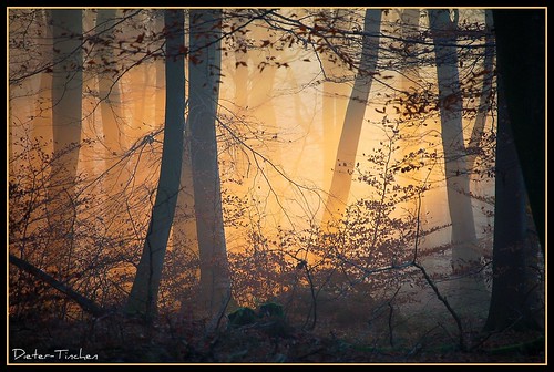nature forest luxembourg wald luxemburg picnik platinumheartaward roseawards