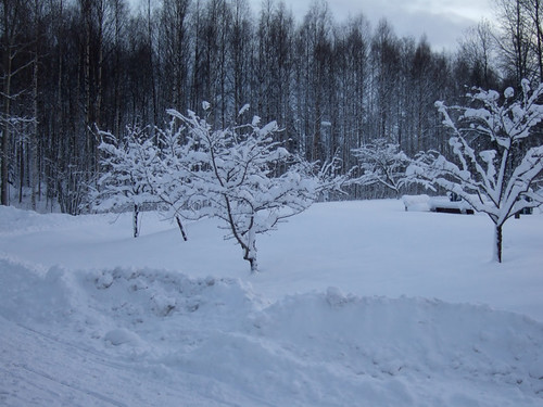 winter snow landscape skellefteå