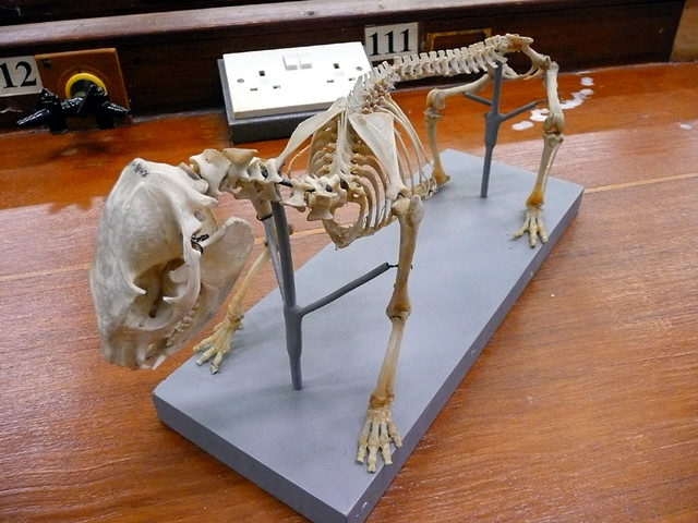 Hyrax Skeleton