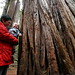 rachel, sequoia & sequoia trunk    MG 7923