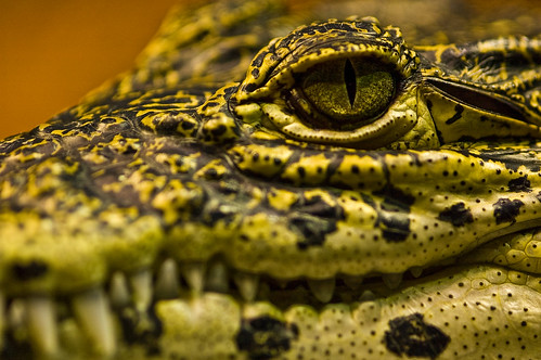 zoo texas reptile alligator houston cuban