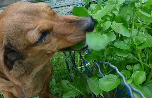 salad munching dachshund