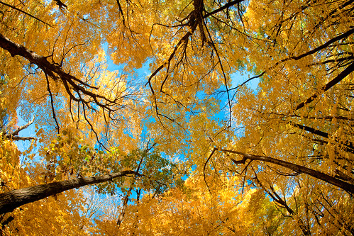 statepark travel autumn trees sky plant abstract fall tourism beauty leaves yellow horizontal wisconsin forest season landscape outdoors gold leaf stem woods october colorful day branch pattern natural fallcolors branches central wideangle bluesky visit lookingup fisheye autumncolors fallfoliage foliage treetrunk environment wi changingcolors clearsky autumncolor morphology yellowleaves bluemounds stockphotography vibrantcolor reports converging photosynthesis colorfulautumn colorimage botony fallseason ruralscene bluemoundsstatepark wisconsinautumn beautyinnature nonurbanscene manytrees fallinwisconsin wisconsinphotographer bluemoundswisconsin wisconsinlandscape autumninwisconsin autumncanopy vibrantautumncolors manyleaves toddklassy foliagereports wisconsinlandscapephotographer wisconsintravelphotographer