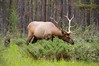 Elk near Jasper, Canada