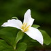 white trillium bloom    MG 1088