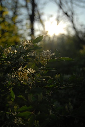 flowers sunlight nature leaves bush dof depthoffield buds backlit twigs