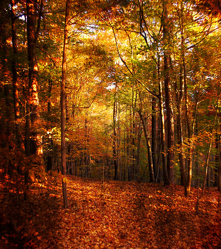 park autumn trees red orange color green fall nature beautiful leaves forest landscape outdoors gold nc holga woods bravo seasons floor state north scenic fake raleigh fantasy carolina change seagate soe extraordinary magnificent splendor umstead themoulinrouge chrysti umsteadstatepark 333views 35faves abigfave platinumphoto “fall” impressedbeauty superaplus aplusphoto holidaysvacanzeurlaub ysplix thegoldenmermaid theroadtoheaven top20brown raleighj platinumsuperstar alemdagqualityonlyclub seagatefall “seagate” primevalforestgroups pfautumncolors