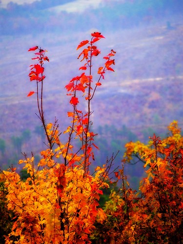 road trip autumn fall colors beautiful leaves drive scenic foliage arkansas mena talimena
