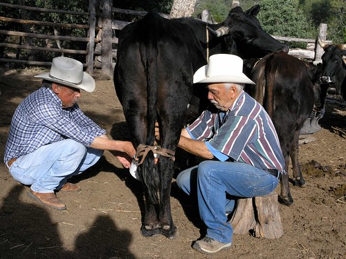 people latinamerica animals cowboys sonora mexico flickr cows hats 2006 gps mammals mex