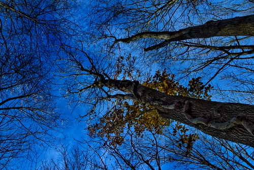 blue autumn sky stilllife tree fall nature leaf oak woods connecticut vine newpreston dsc7017 tracycollinsphotography
