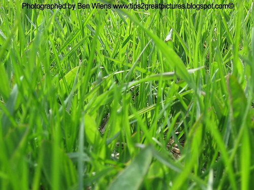 green grass digitalcameraclub