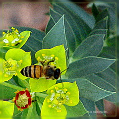 Bee Euphorbia (gimpified)