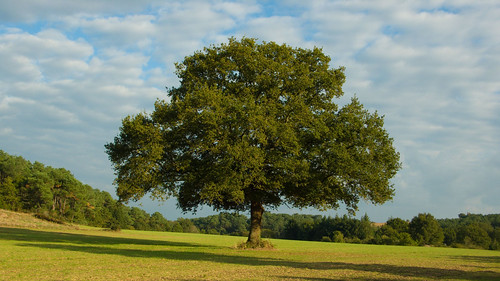 leica autumn france tree automne landscape oak bretagne britanny paysage arbre landscap chêne dlux3 villeenbois oneyearonetree
