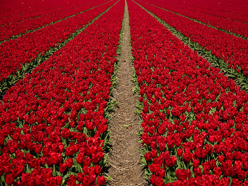 red flower holland green netherlands field tulip philipp klinger themoulinrouge dcdead