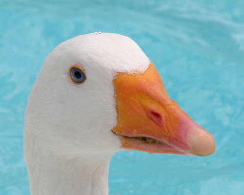 portrait white headshot goose featheryfriday sebastopolgoose