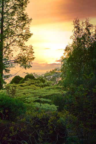 trees sunset london parks regentspark twop fiatlux topshots beautifulphoto kartpostal aplusphoto flickraward flickrestrellas thebestshot artofimages platinumpeaceaward