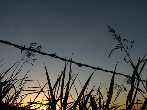 sunset grass silhouette nebraska farm clear barbedwire fineartphotography brome kellyhoffart