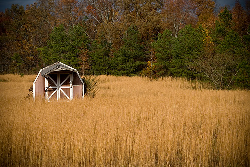 trees fall field grass barn golden amber waves country grain shed potd