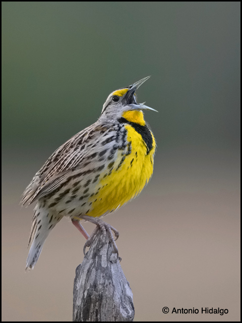 Aves de Nuevo León, Mexico - an album on Flickr