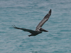Brown Pelican, Aruba.