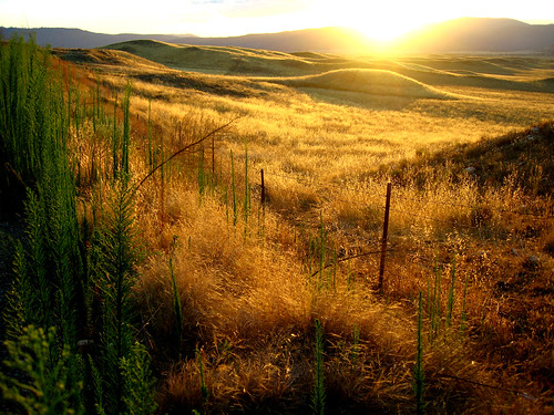 california sunset grass sunshine hills thegoldenhour specnature